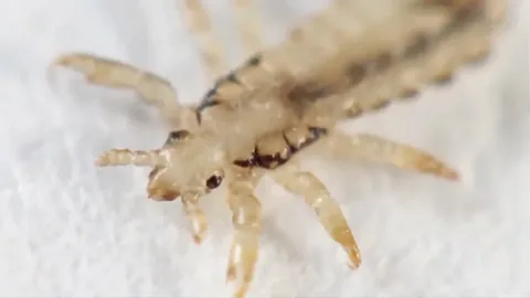 Antalya Kuş Biti İlaçlama