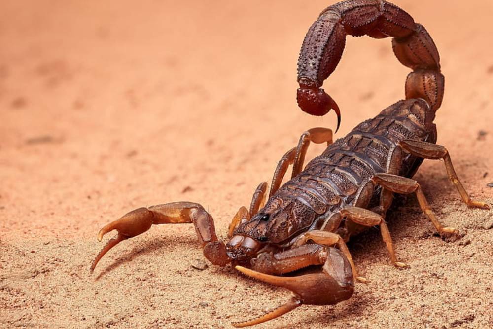 antalya akrep ilaçlama