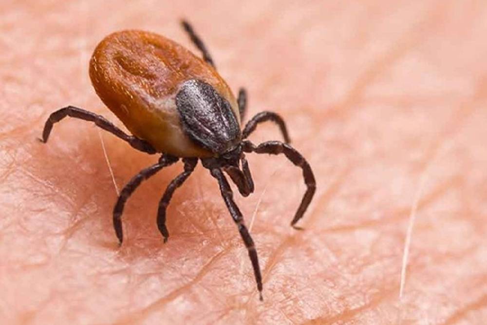 Antalya kene ilaçlama