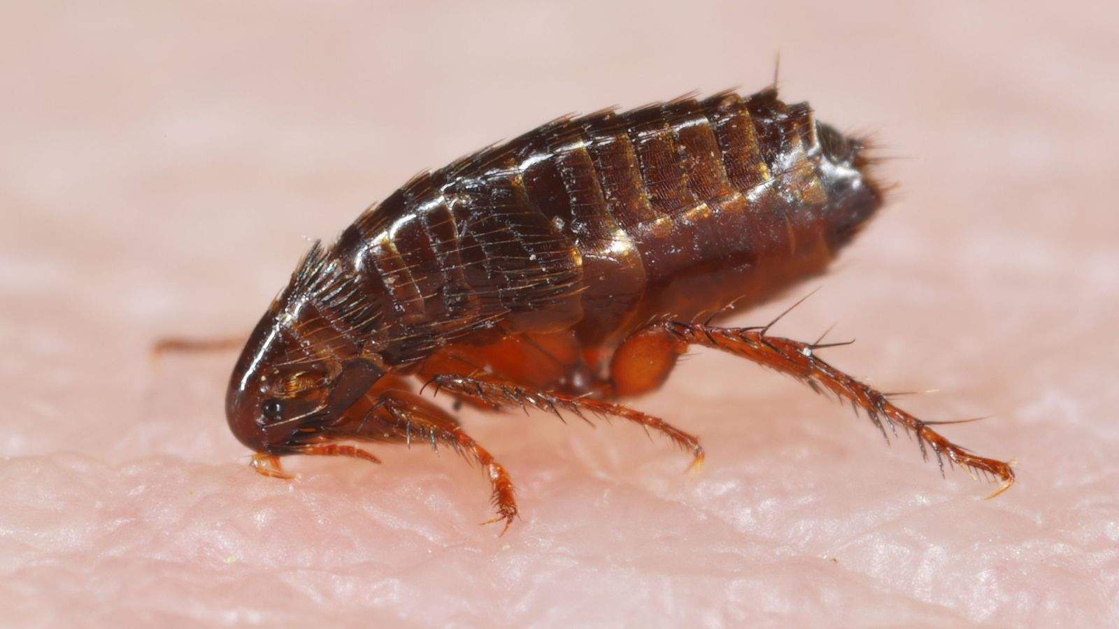 antalya pire ilaçlama