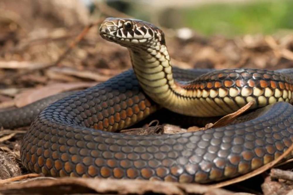 Antalya yılan ilaçlama